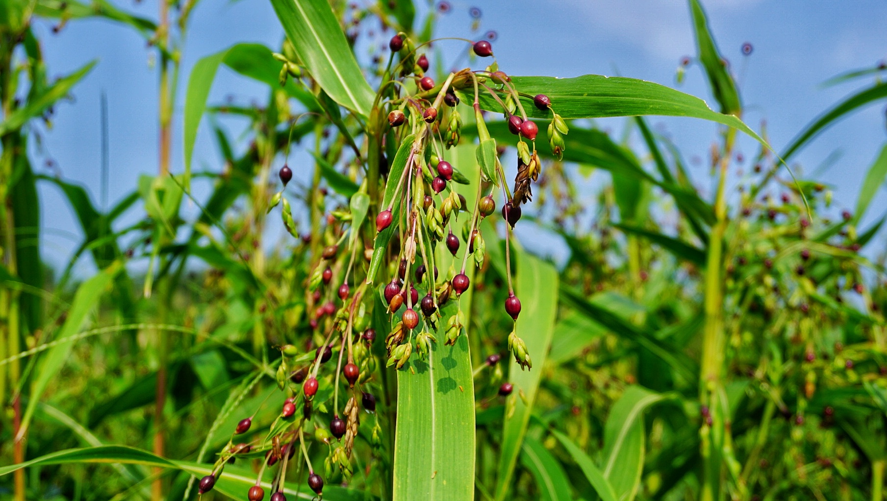 Tanaman Hanjeli dan Sawah Desa Wisata